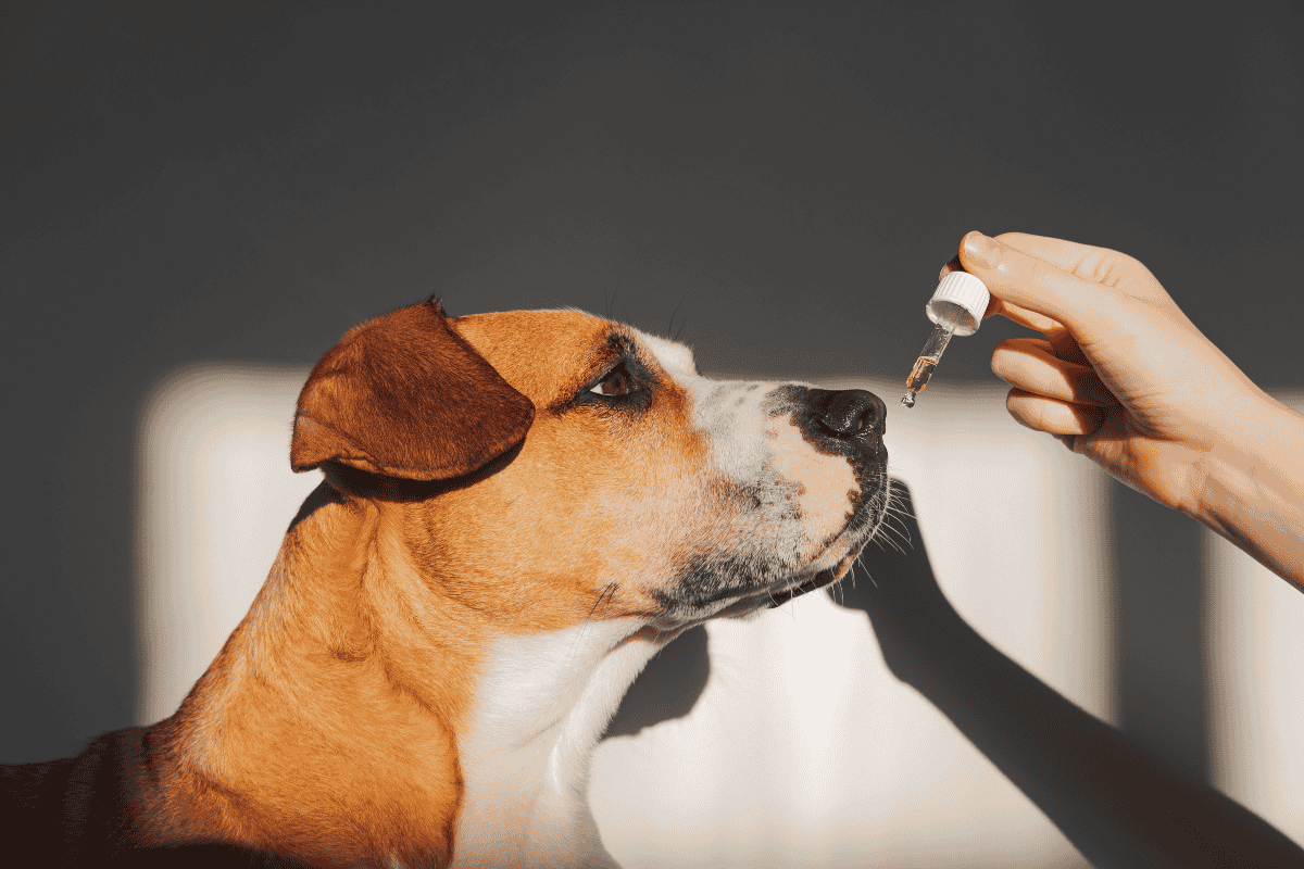 can dogs eat marijuana gummies