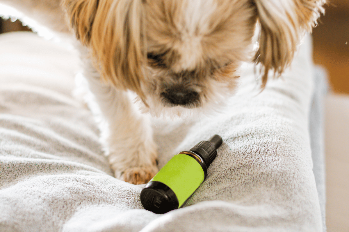 can dogs eat marijuana gummies