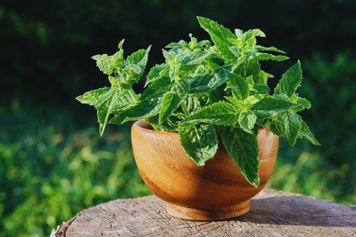 lemon balm recipe for weight loss