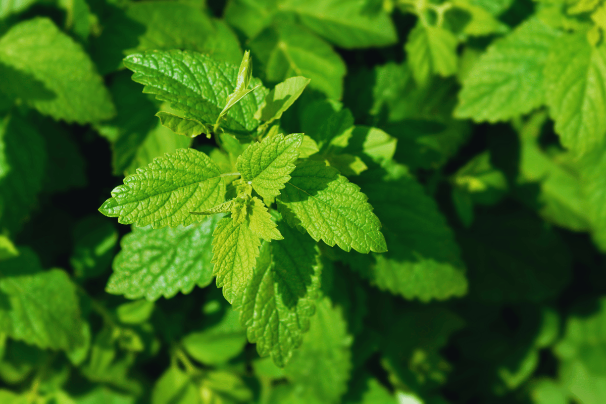 lemon balm recipe for weight loss